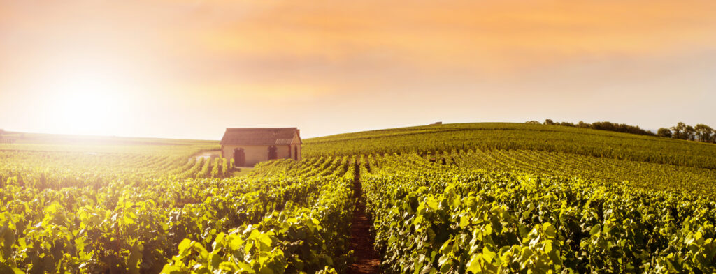 Etendu du vignoble champenois sous une lumière rose. Les vignes sont feuillues, période du printemps. Au milieu du vignoble se trouve une loge de vigne. / An expanse of Champagne vineyards in pink light. The vines are leafy, springtime. In the middle of the vineyard is a vine lodge.